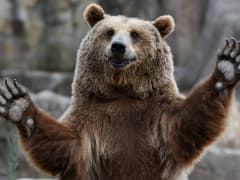 BoboBear