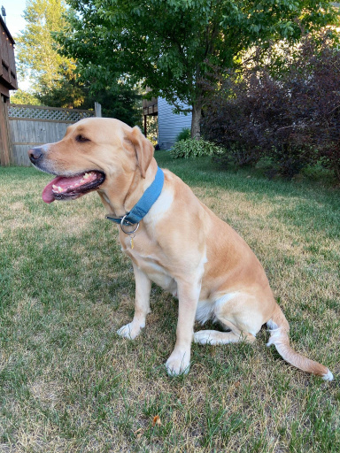 puppster
